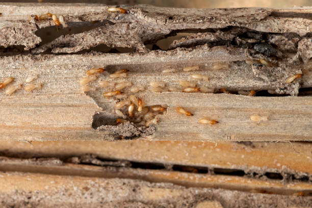 Best Ant Control Services  in Trinity, TX